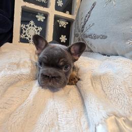 French Bulldog Puppies from Glacier French Bulldogs of Montana