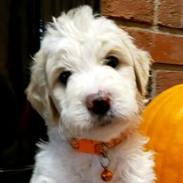 Girl 2 - Bernedoodle puppy in Columbia, Missouri from Silver Creek Pups