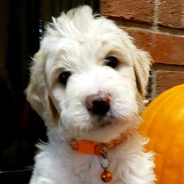Girl 2 - Bernedoodle puppy in Columbia, Missouri from Silver Creek Pups