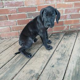 Orion - Black male Great Dane puppy in Marshall, Michigan from Dream K9