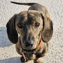 Dash - Dachshund