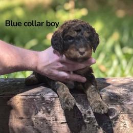 Light Blue Collar Boy - Phantom male Poodle puppy in Henagar, Alabama from Windy Oak Kennels