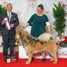 Echo - Tibetan Mastiff