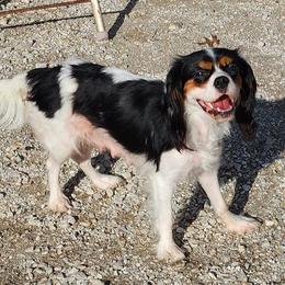 TRISHA - Cavalier King Charles Spaniel