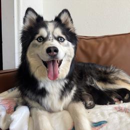 Girl 1 - Gray and white female Pomsky puppy in Mesa, Arizona from Platinum Pomskies