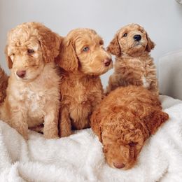 Goldendoodle Puppies from Summer Sun Doodles