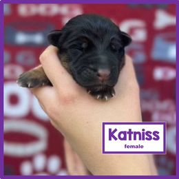 German Shepherd Puppies from Timpanogos Shepherds