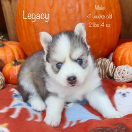 Legacy - Black and white male Pomsky puppy in Denham Springs, Louisiana from Bayouland Pomskies
