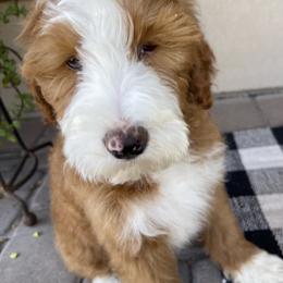 Socks - Red male Bernedoodle puppy in Superior, Arizona from Mountain Bridge Doodles