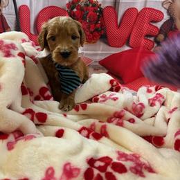 Goldendoodle Puppies from All Tails Entertainment