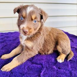 Maple - Red tri-color female Australian Shepherd puppy in Charlotte, North Carolina from Awesome Aussies
