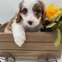 Girl 2 - Blenheim female Cavapoo puppy in Camden, North Carolina from Luv My Doodle