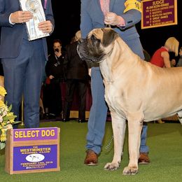 Mastiffs from Stone Gate Mastiffs