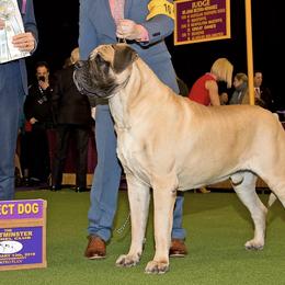 Mastiffs from Stone Gate Mastiffs