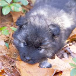 Pomsky Puppies from New World Pomskies