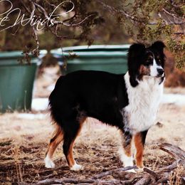 Kitt - Australian Shepherd