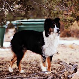 Kitt - Australian Shepherd