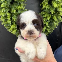 Light pink girl - Parti female Miniature Schnauzer puppy in Oneonta, Alabama from Murphree Valley Kennels