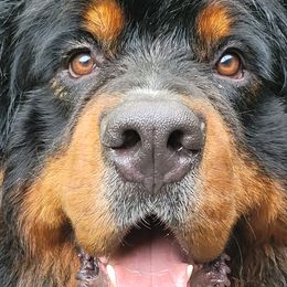 Thello - Bernese Mountain Dog