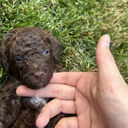 Labradoodle Puppies from Jazzy's Doodles