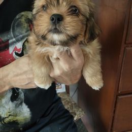 Lhasa Apso Puppies from Lauren McGlynn's Lhasa Apso Puppies