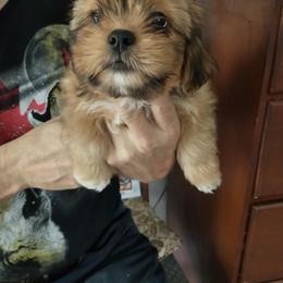 Lhasa Apso Puppies from Lauren McGlynn's Lhasa Apso Puppies