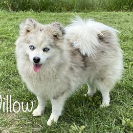 Willow - Pomsky