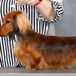 Dachshunds from Lawson's Kennel