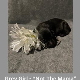 Not da momma - Black female German Shepherd puppy in San Antonio, Texas from Pridelands
