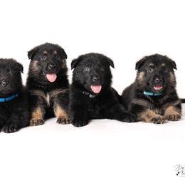German Shepherd Puppies from Dogsport K9's