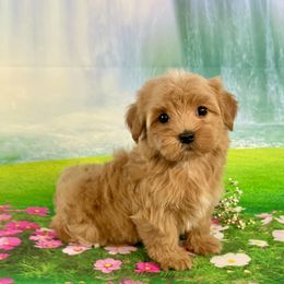 EMBER - Red female Havanese puppy in Summerfield, Florida from Honor Havanese