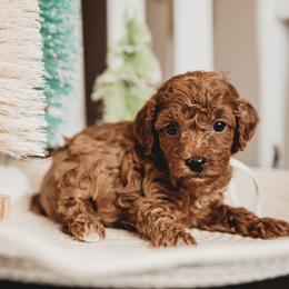 Bernedoodle and Poodle Puppies from Miranda’s Sunshine Kennels
