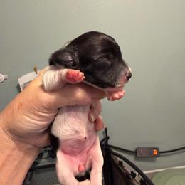 Mini Cakes - Piebald female Dachshund puppy in Irving, Texas from DFW Dachshunds by G & S