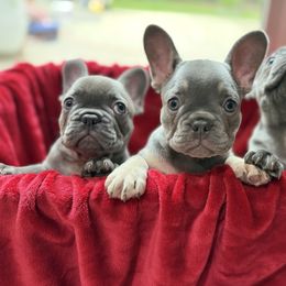 French Bulldog Puppies from Cosofme Frenchies