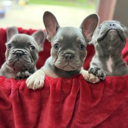 French Bulldog Puppies from Cosofme Frenchies