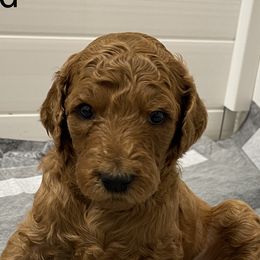Poodles from Trusty Poodles