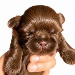 Kallum - Chocolate male Shih Tzu puppy in Orange, California from Shih Tzu Hauz