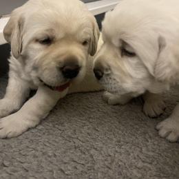 Labrador Retriever Puppies from Heather Luis