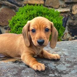 Chili - Red male Dachshund puppy in Warrior, Alabama from Bountiful Dachshunds