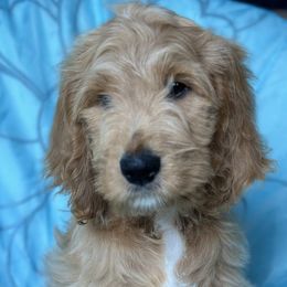 $750 Tony - Apricot Goldendoodle puppy in Salem, Oregon from Capital Doodles