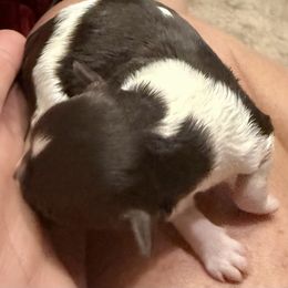 Havanese Puppies from Cornerstone Creek Farm