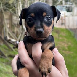 Miniature Pinschers from CJ’s Miniature Pinscher’s