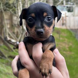Miniature Pinschers from CJ’s Miniature Pinscher’s