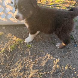 Willow - Red tri-color female Australian Shepherd puppy in Worcester County, Massachusetts from O’Kejas  Kennel