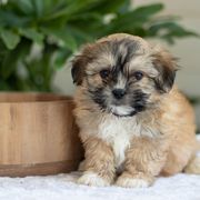 Maltipoo, Shichon, and Shihpoo Puppies from Timbercreek Puppies