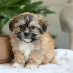 Maltipoo, Shichon, and Shihpoo Puppies from Timbercreek Puppies