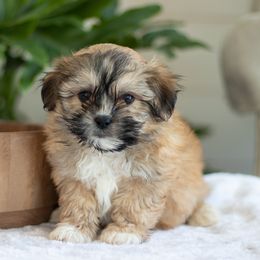 Maltipoo, Shichon, and Shihpoo Puppies from Timbercreek Puppies