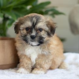 Maltipoo, Shichon, and Shihpoo Puppies from Timbercreek Puppies