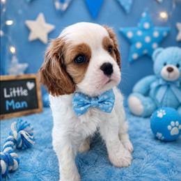 Toffee - Blenheim male Cavalier King Charles Spaniel puppy in Dallas, Texas from Holliday Cavalier King Charles Spaniels