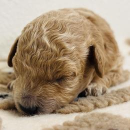 Cavapoo, Cockapoo, Goldendoodle, and Maltipoo Puppies from Perdue Puppies